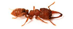 Conozcan al animal más rápido de la Tierra: la hormiga drácula