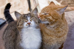 ¿Qué es la "gatoterapia"? Conoce sus beneficios