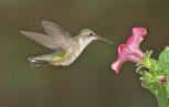 La leyenda maya de los colibríes