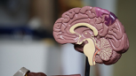¿Por qué es importante desarrollar un "segundo cerebro"?